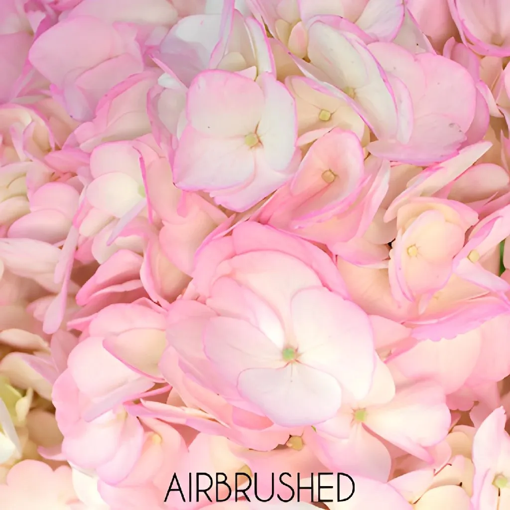 Blush Enhanced Hydrangea Flower