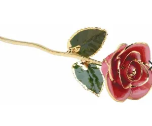 Pink Rose with 24K Gold Trim